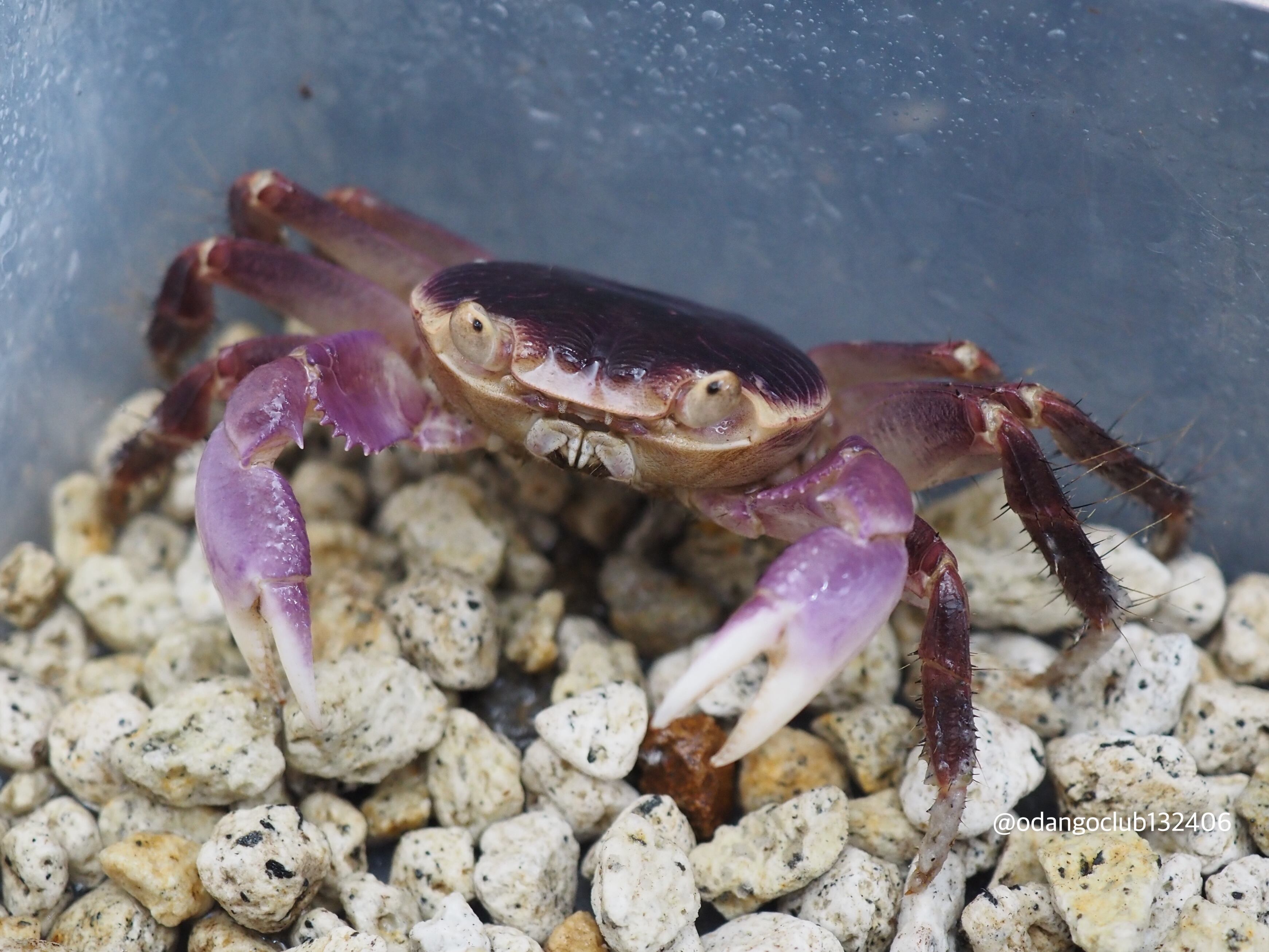 ニジイロゴキブリ 大小10匹以上 飼育ケース付き 副業向け