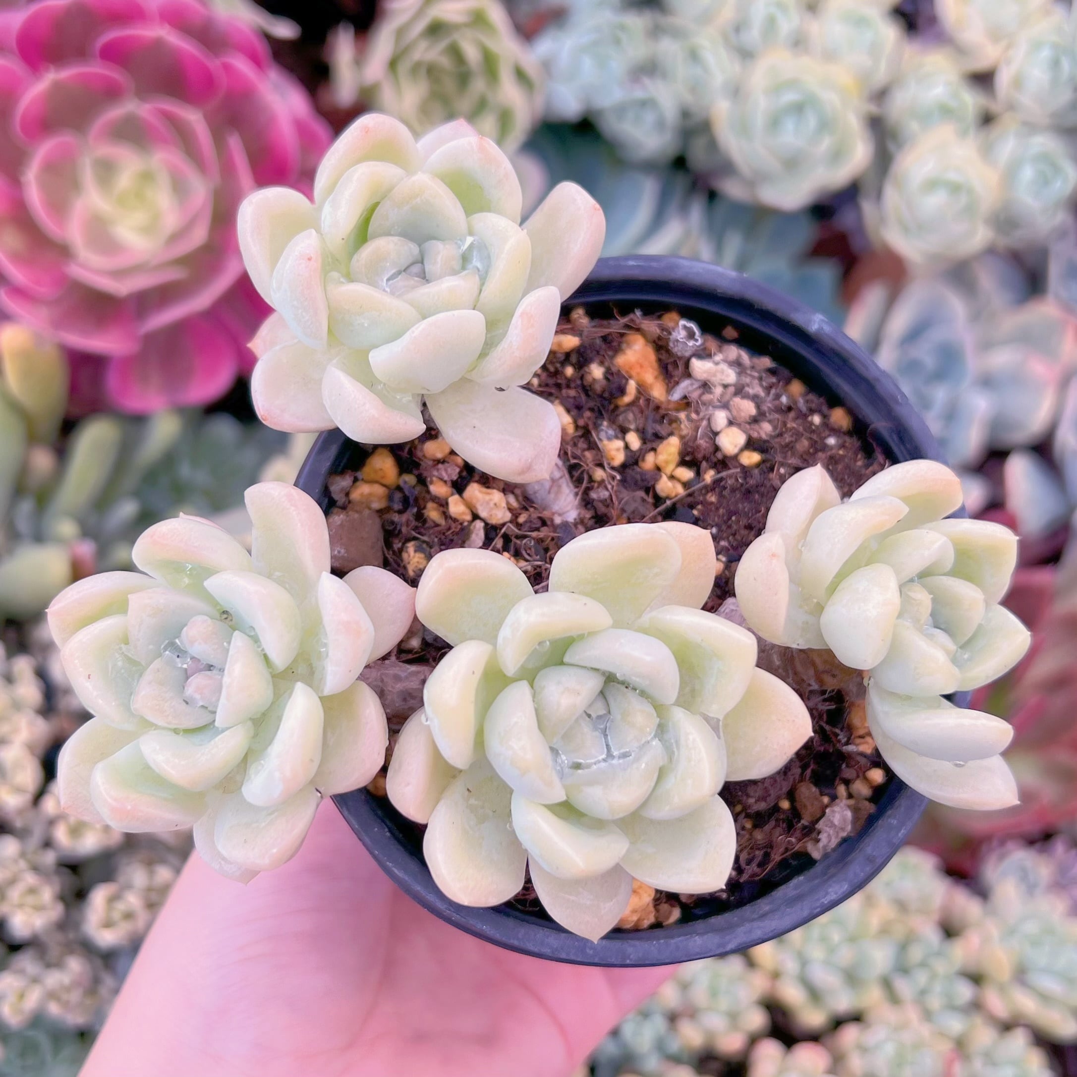 現品　クリーム美人#688　古株　るる農園