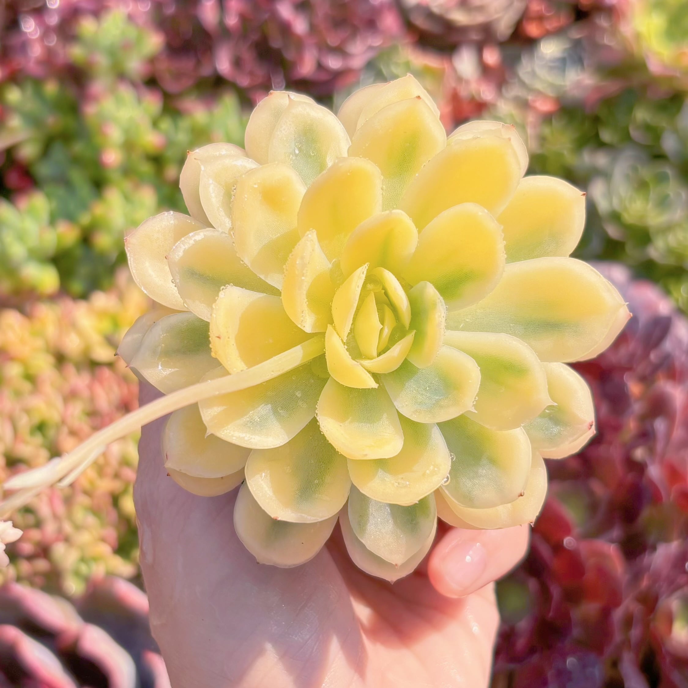 現品　ストロベリーアイス錦#M212　美苗　新入荷　るる農園