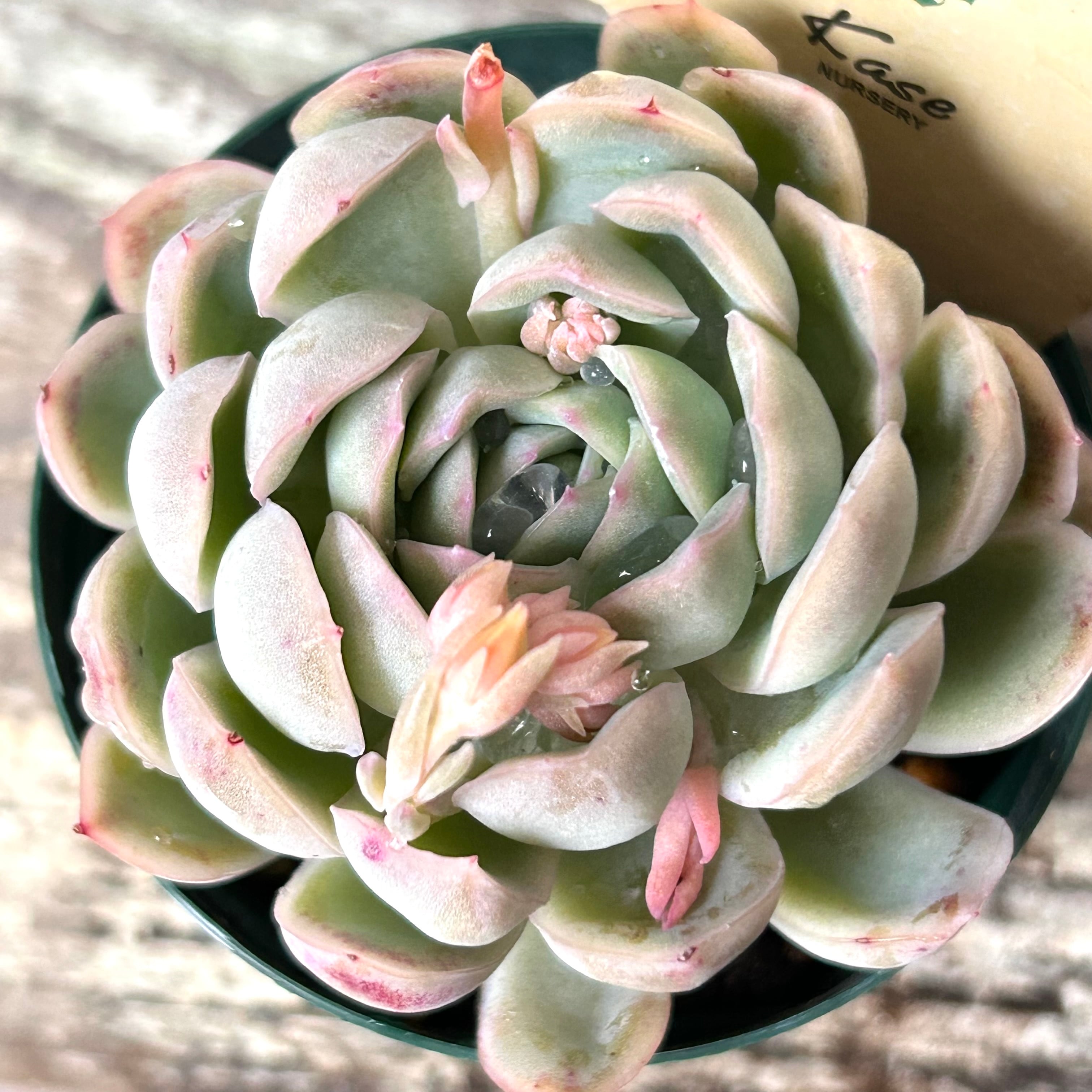 花うらら | RuPo 多肉植物専門店