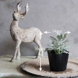 シルバーレース　カラーリーフ　寄せ植えに最適