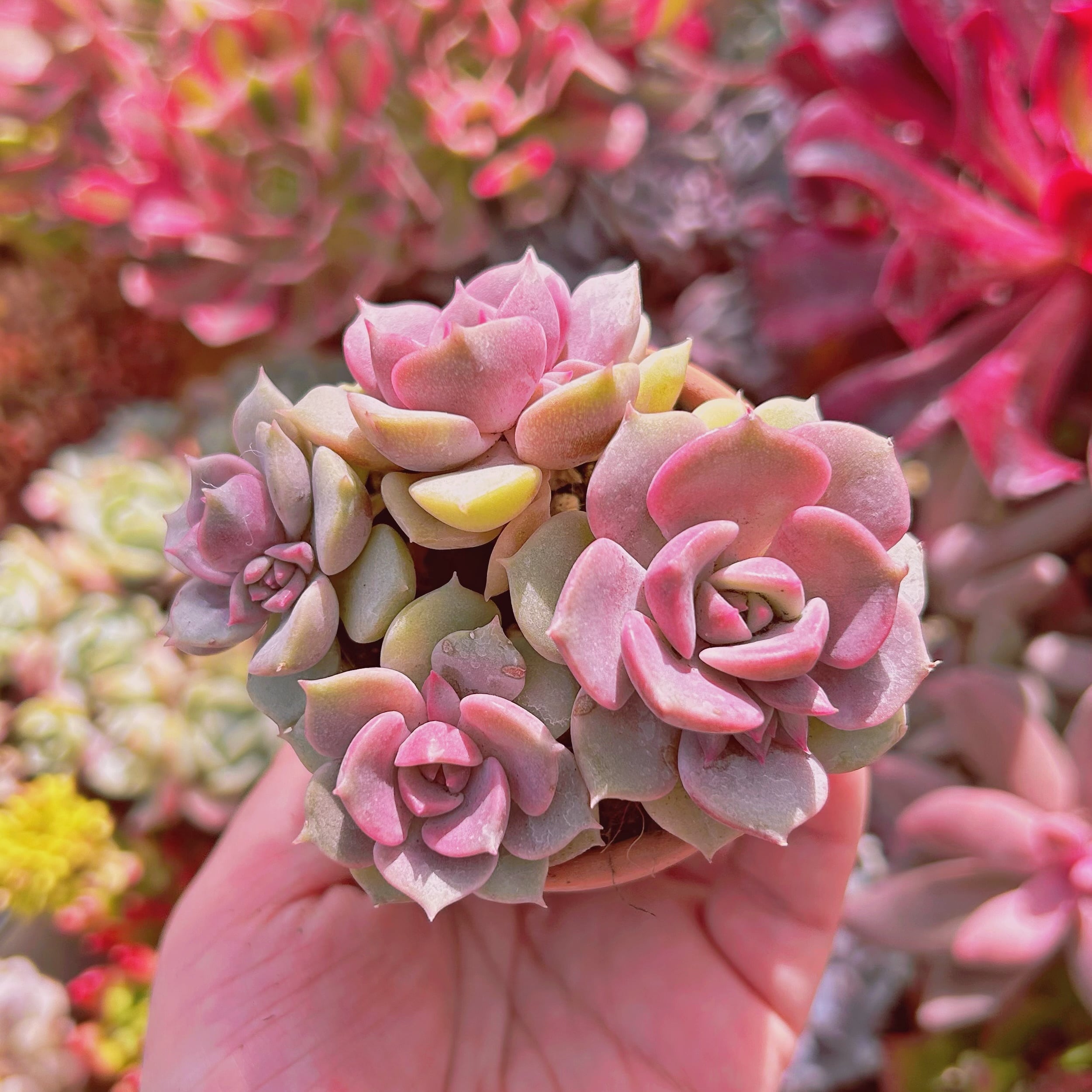 多肉植物　新品種　紫姫　3～4頭