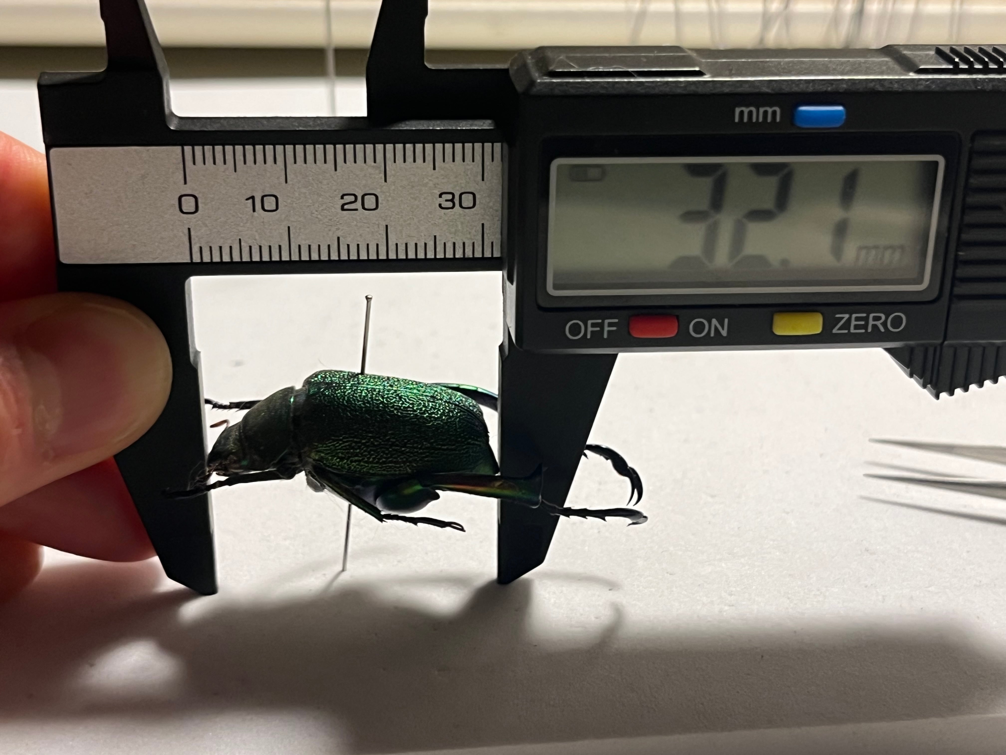 32mm】アシナガミドリツヤツヤコガネ 昆虫標本 プラチナコガネ