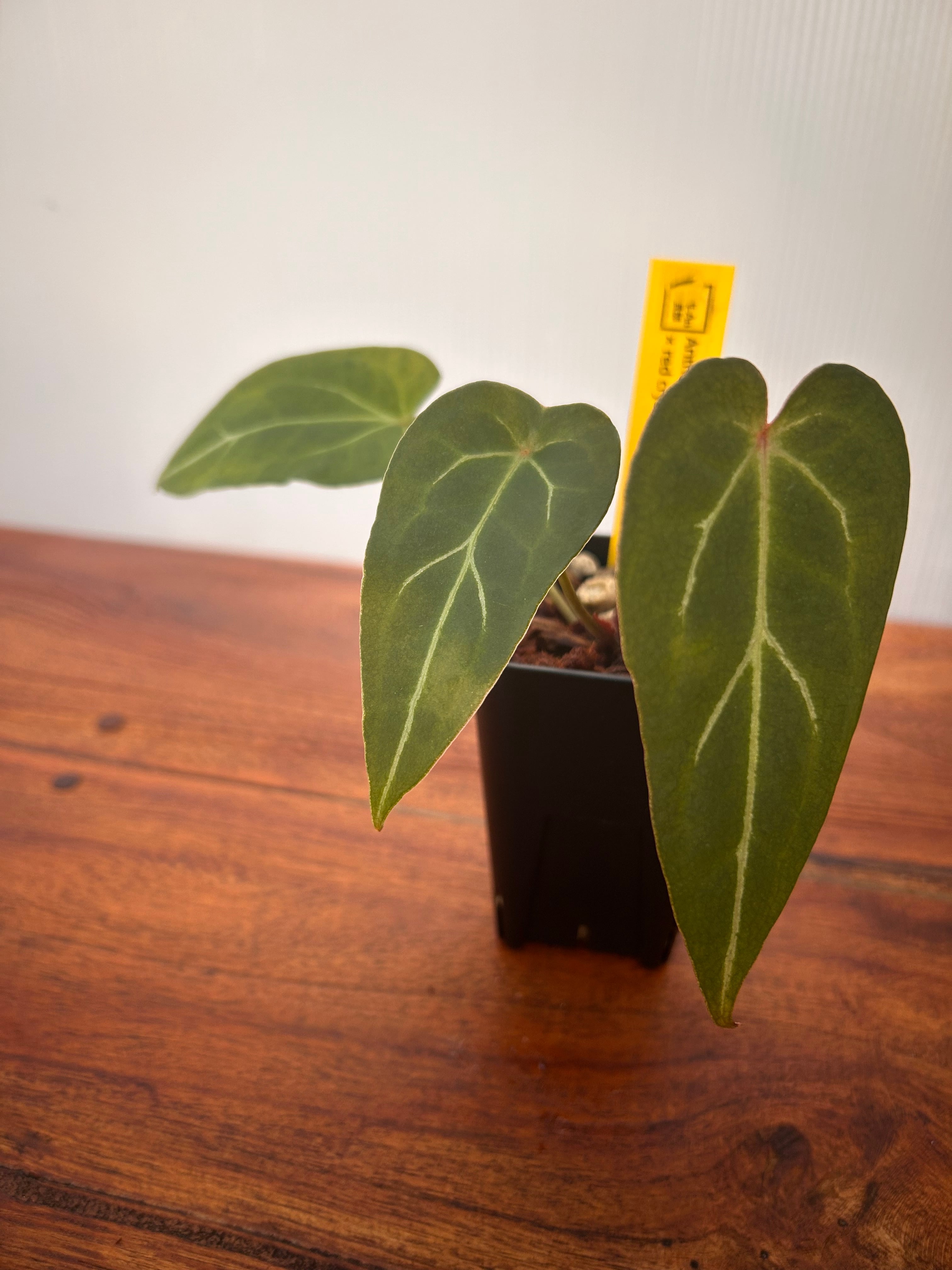 Anthurium | BA PLants