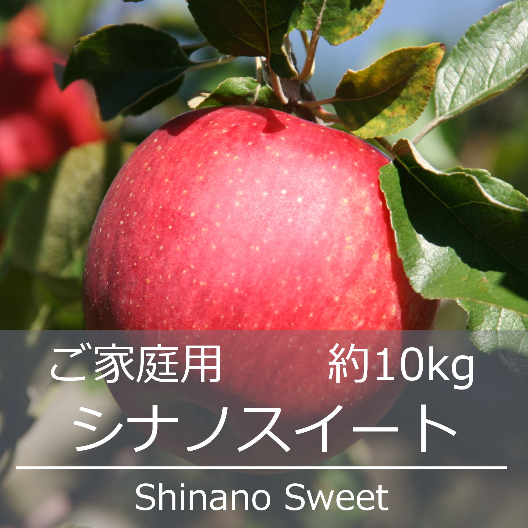 数量限定！ シナノスイート　家庭用10kg シナノスイート10kg: L - 信州くだもの村富永農園
