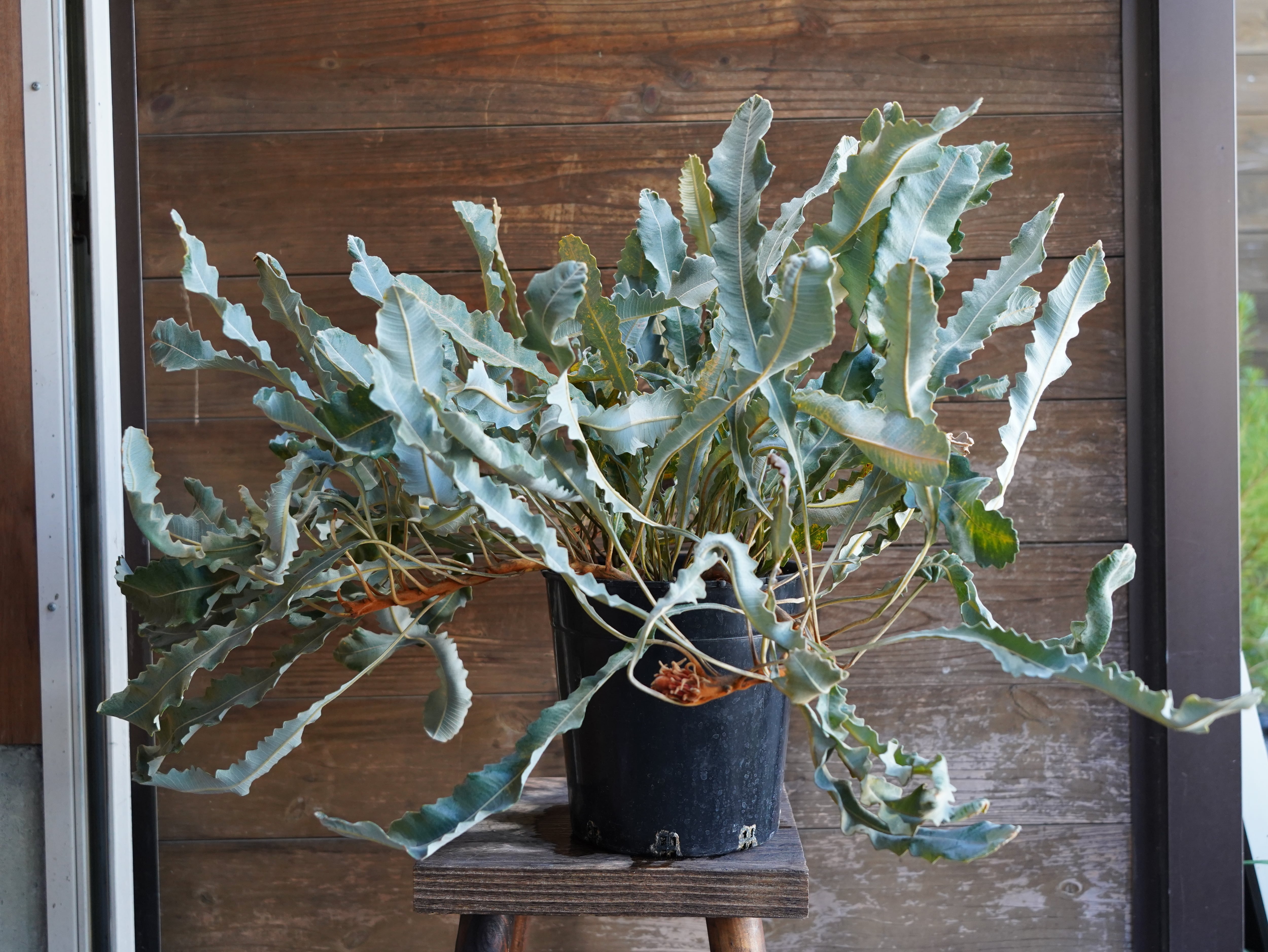 【現物】バンクシア　"ペティオラリス"