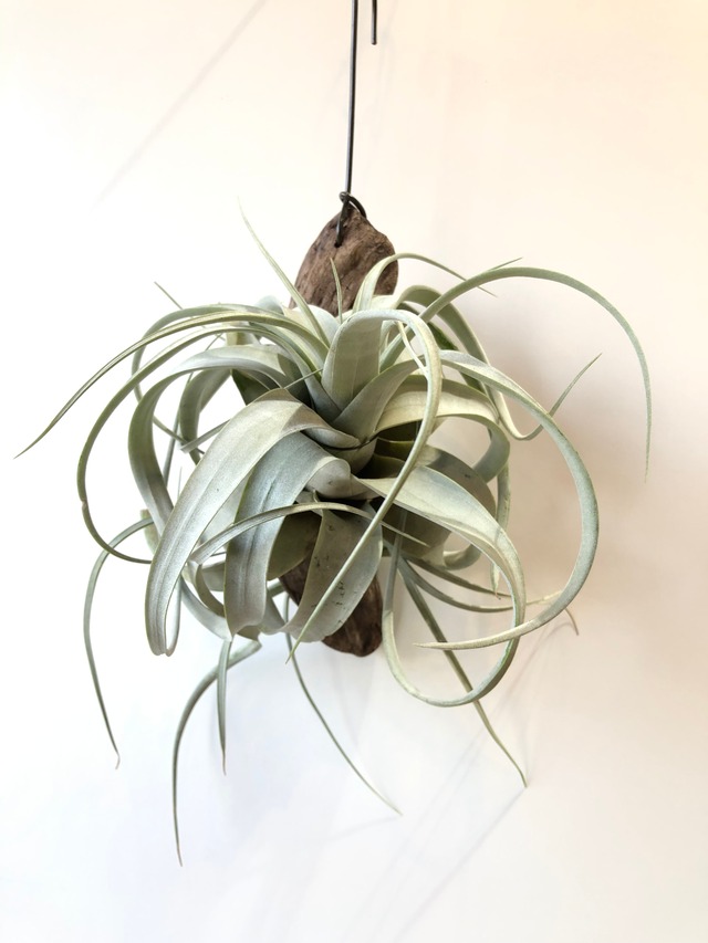 T.キセログラフィカ 流木④ Tillandsia xerographica | クルール 