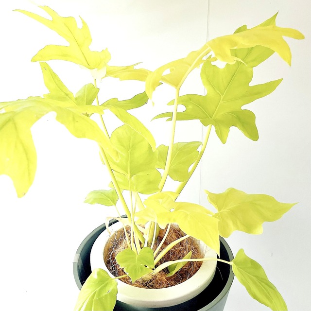 フィロデンドロン セロームゴールド 観葉植物 calm cafe