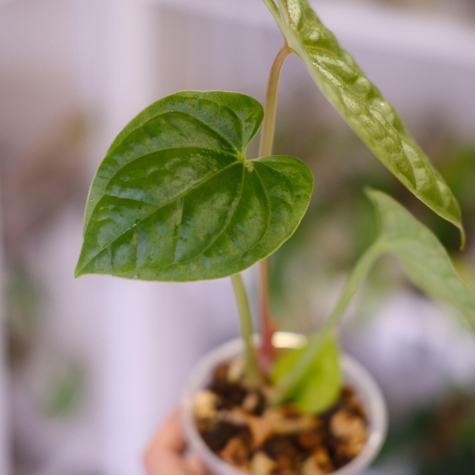 Anthurium moodeanum / アンスリウム・ムーデアナム③ | tokyoplants