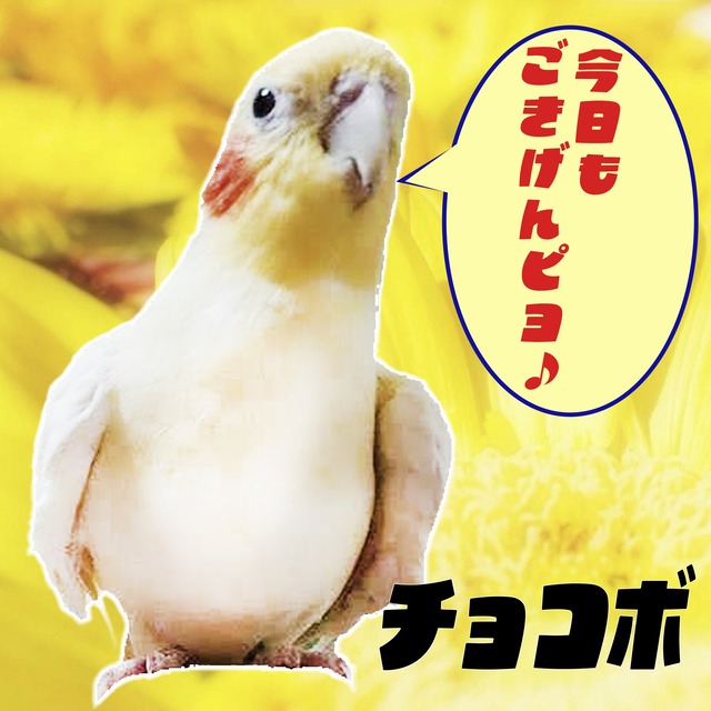 定期便切り替え・ご継続　（１カ月）プロポリス×1・ローヤルゼリー×１