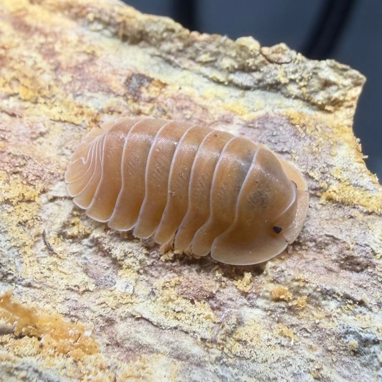 昆虫標本◇マライタ島産モンタヌスネブト2頭セット | 昆虫標本