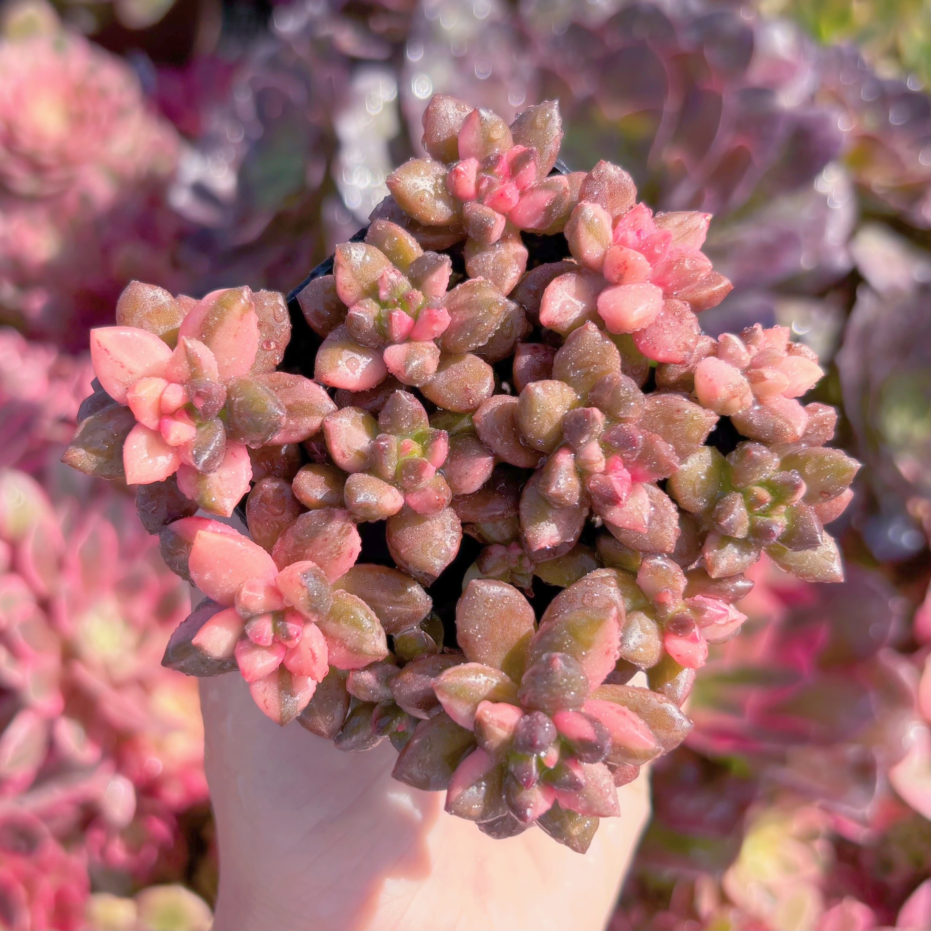 現品　黒美人錦#734　新入荷　るる農園