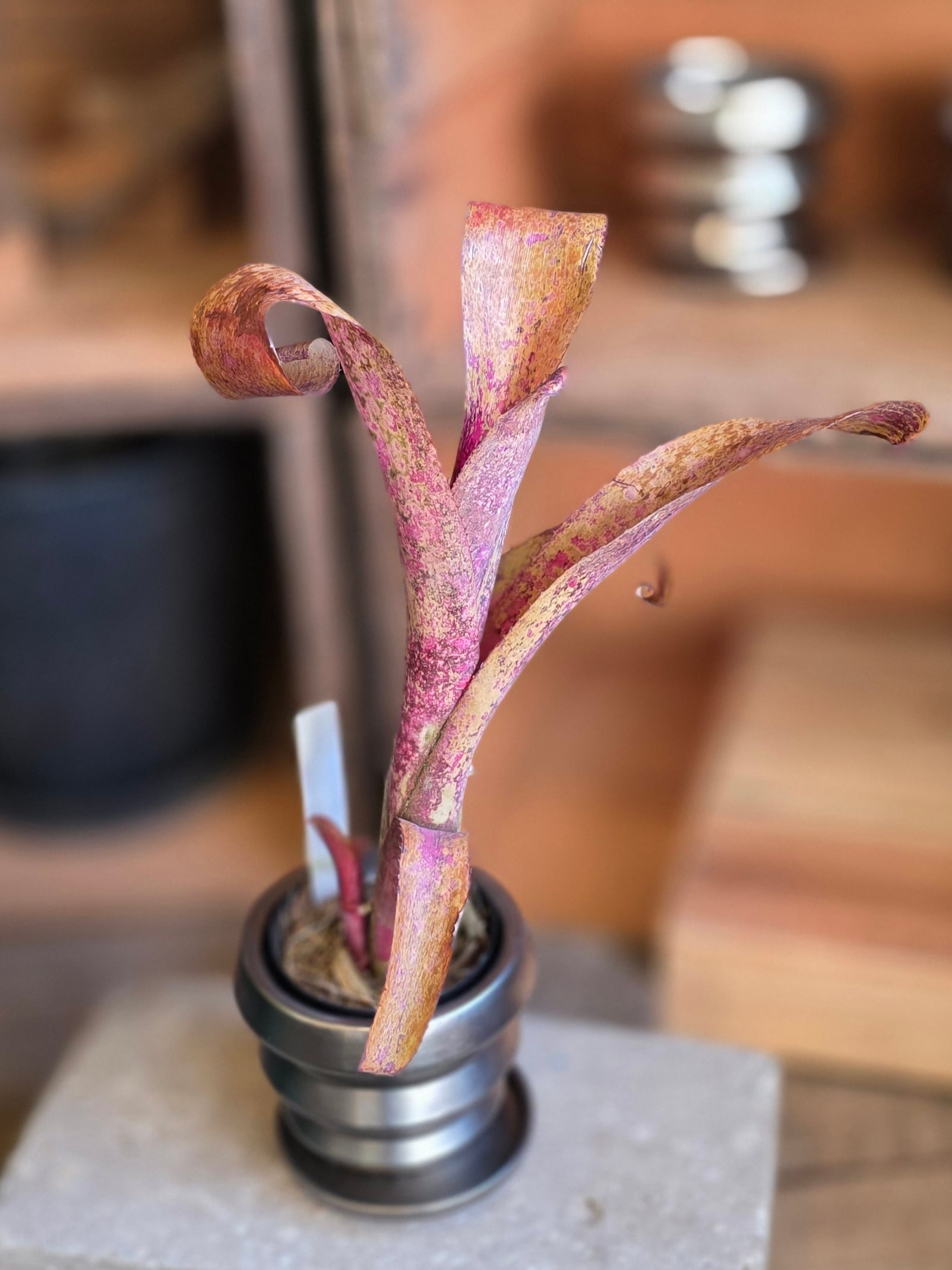 ビルベルギア・チェリーボム　(3号)