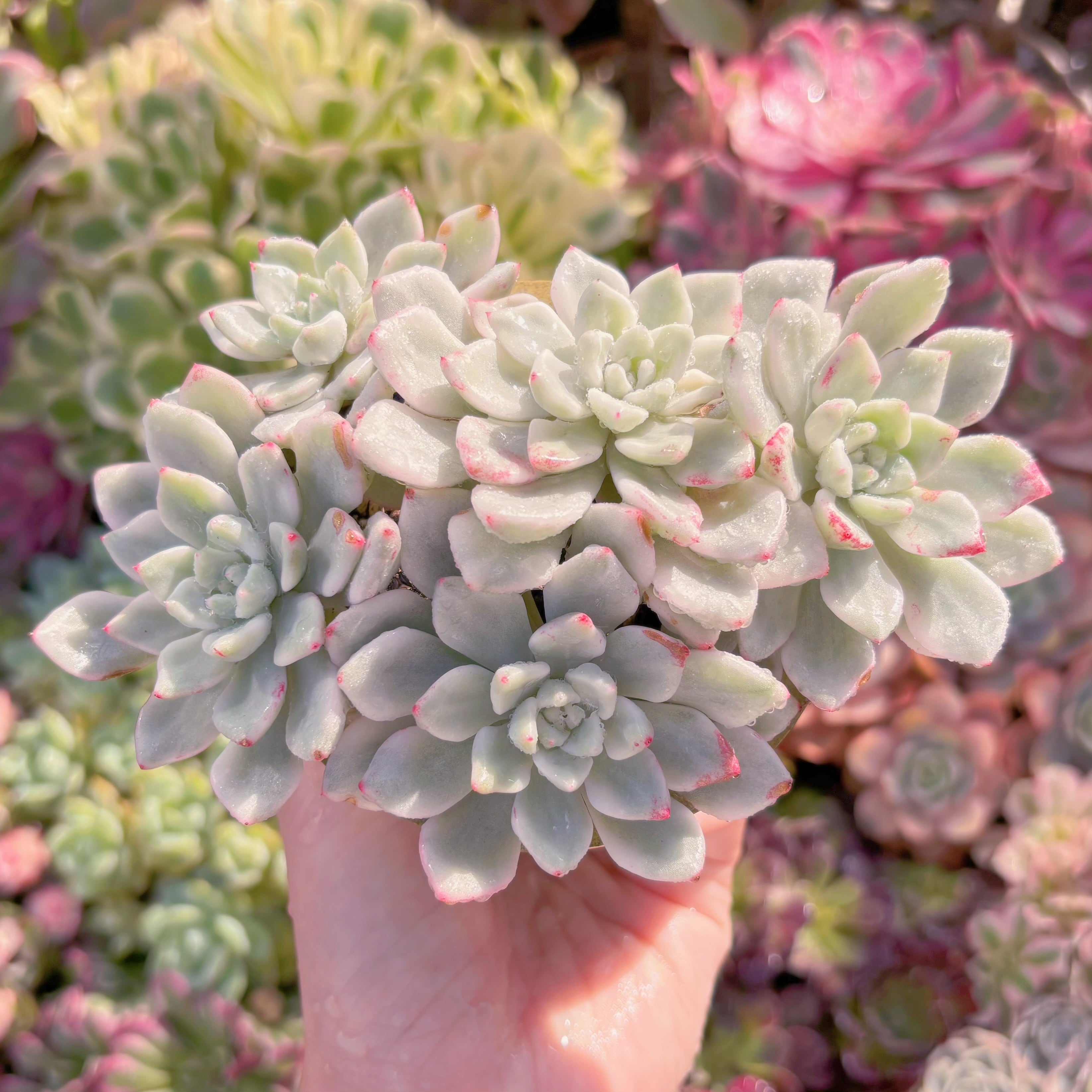 現品　雪の女王錦#3015　群生　るる農園