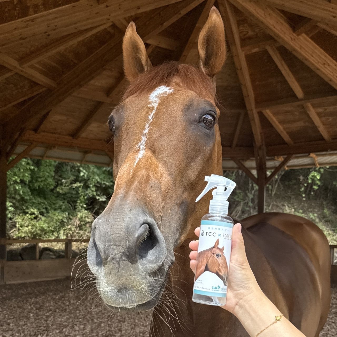 TCC x ECOKIMERA(エコキメラ)【衛生対策スプレー】 185mlボトル