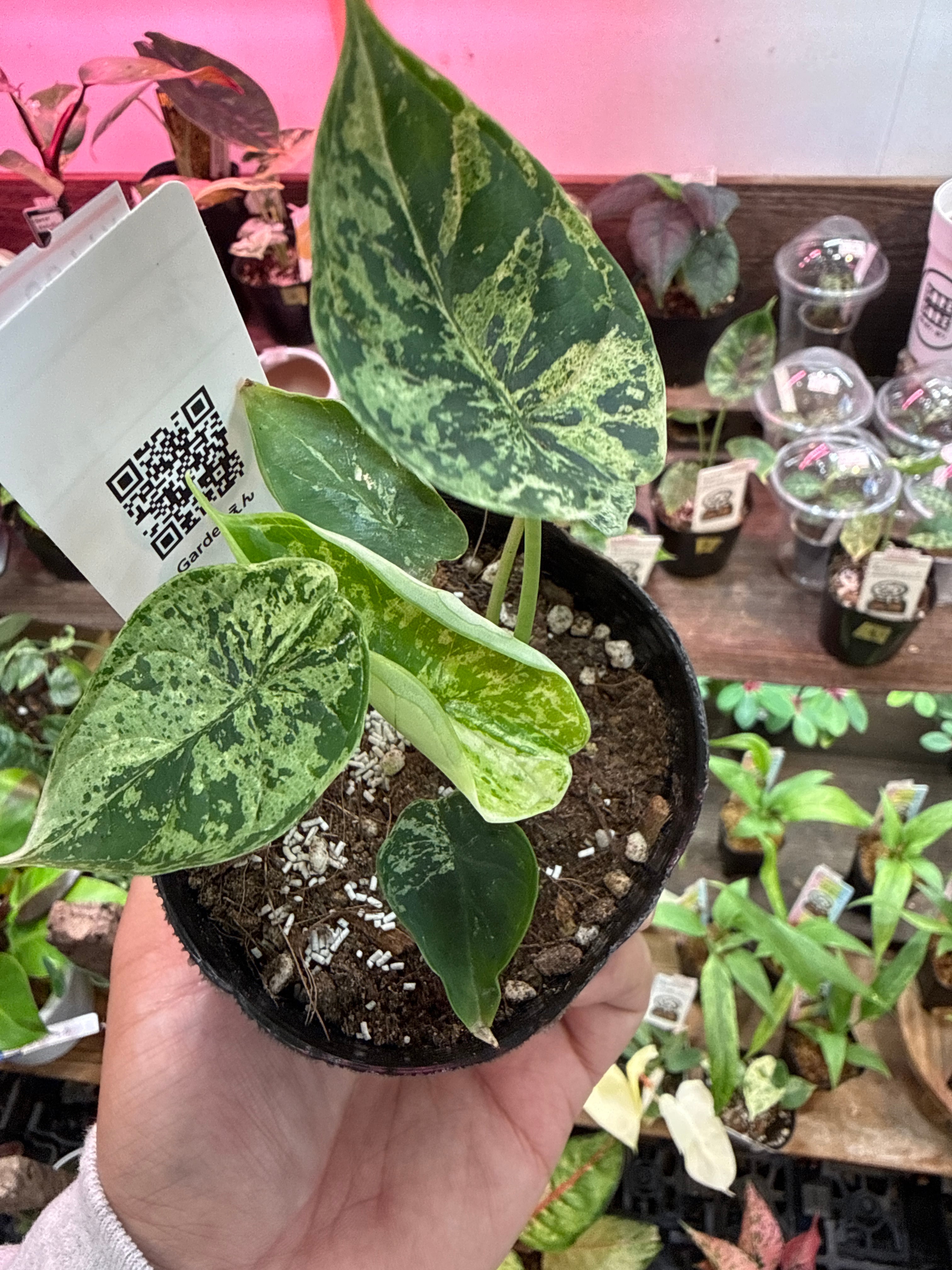 ②アロカシア ドラゴンスケールミント斑入り | Gardenえん 【観葉熱帯