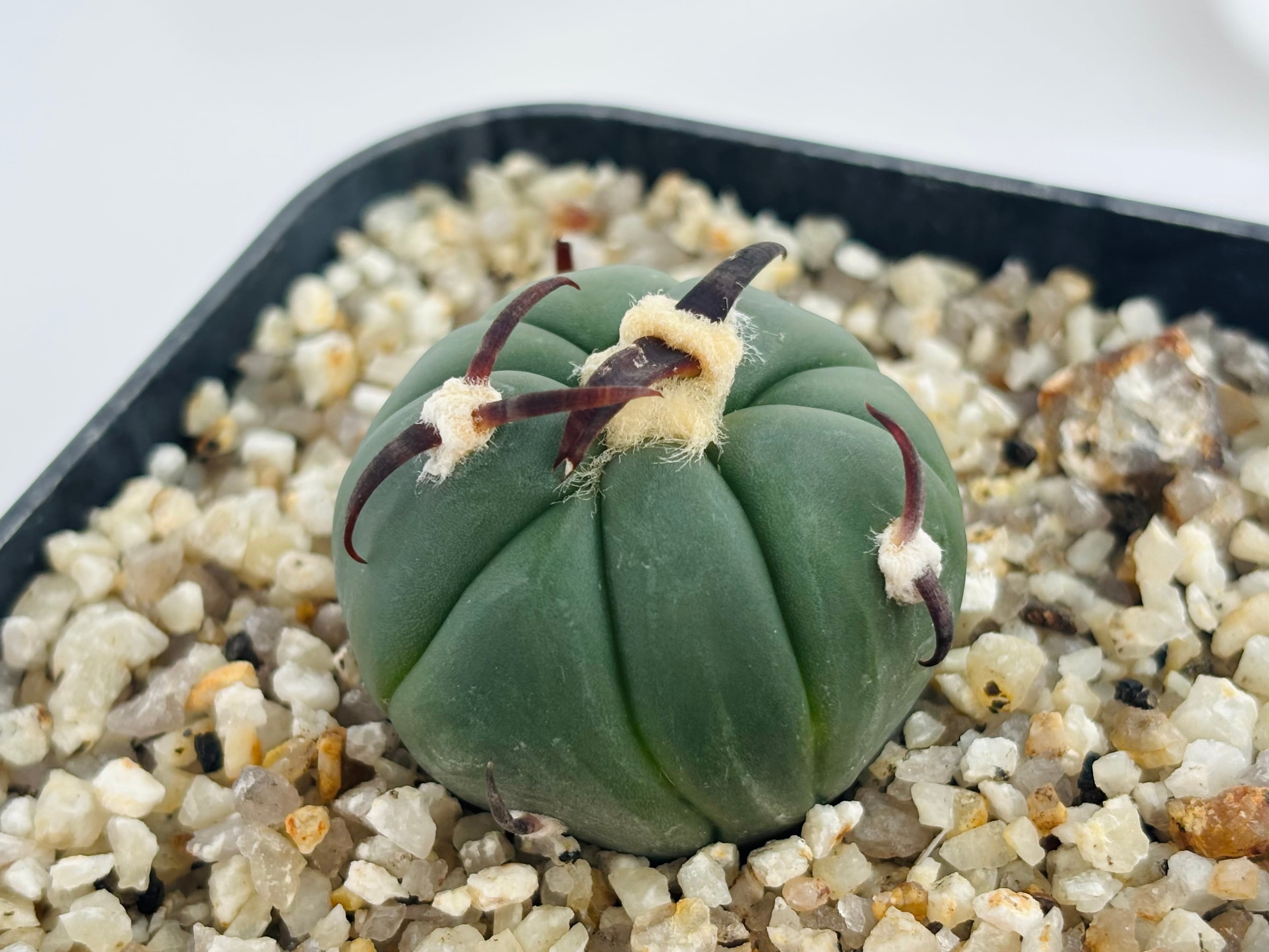 黒刺花王丸 Echinocactus horizonthalonius エキノカクタス 黒刺 花王丸 サボテン