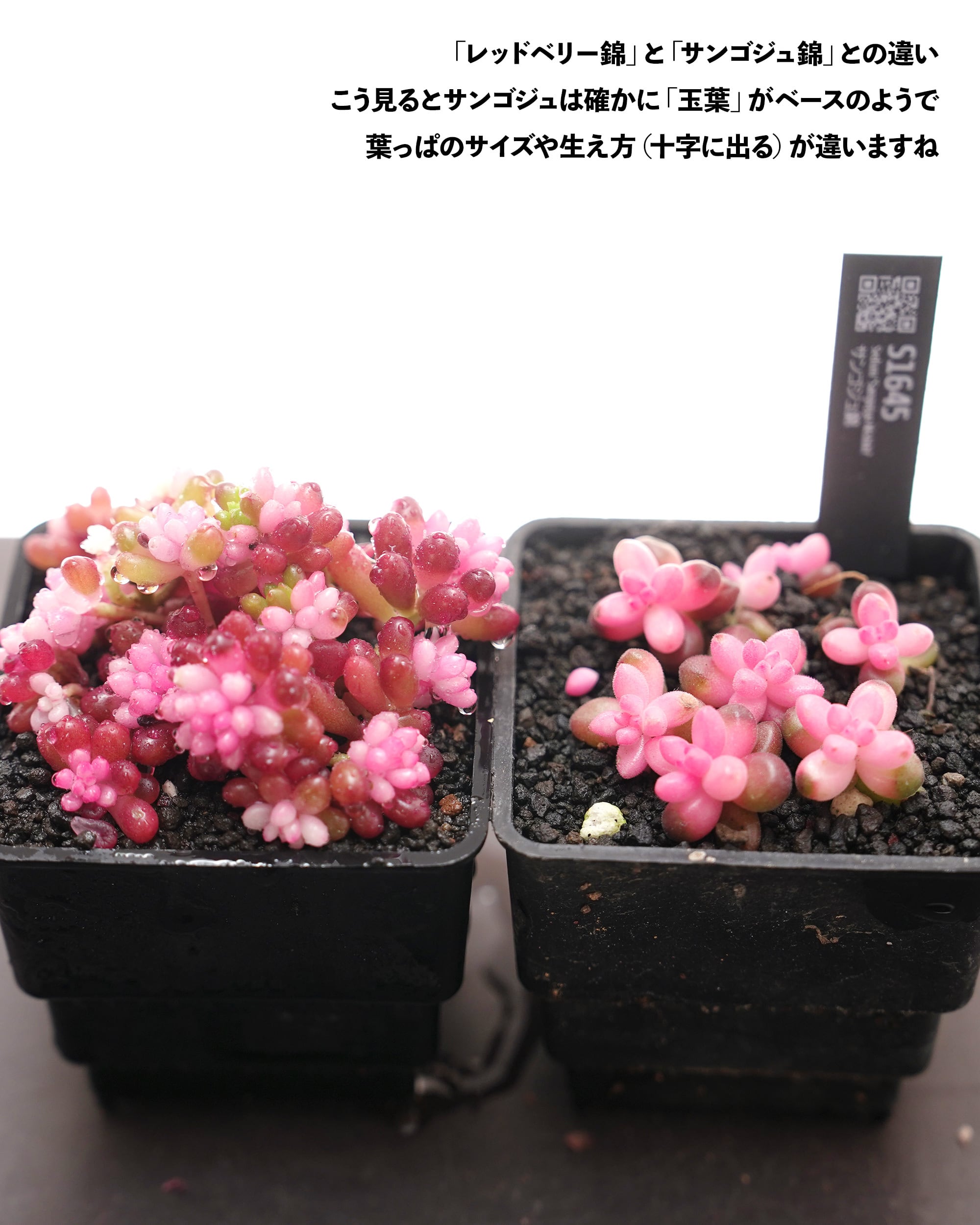 カット苗 レッドベリー薬斑 Sedum rubrotinctum 'Red Berry