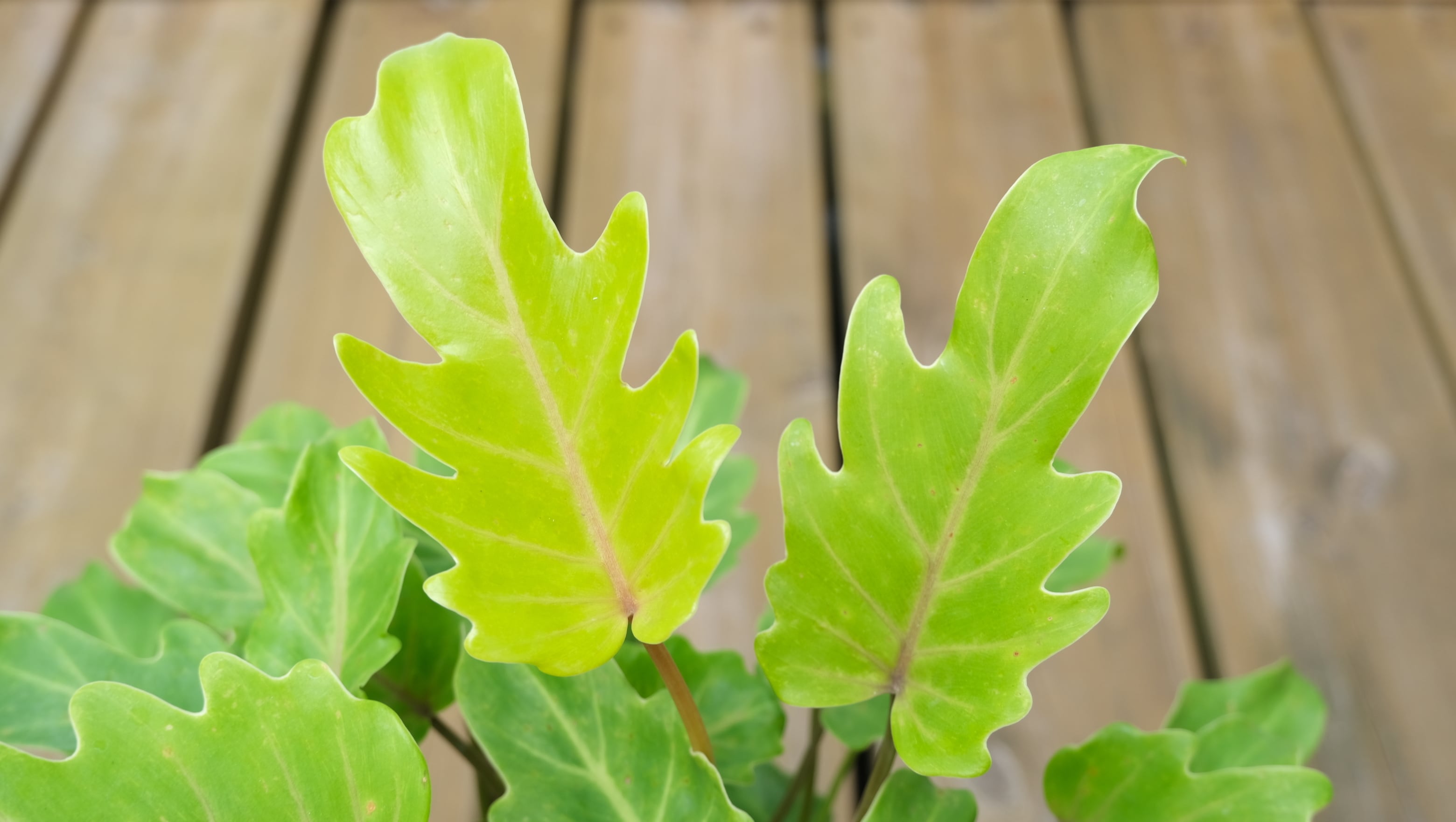 観葉植物】クッカバラ ライム 5号 | 観葉植物専門店 PLANTS SHOP GRA