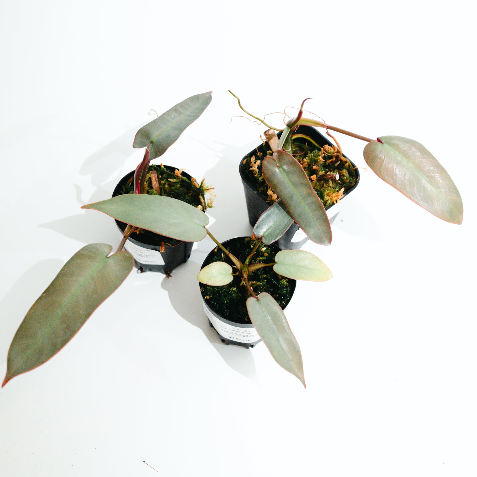 Hoya Silver Dollar ホヤ シルバーダラー 極上品 サクララン