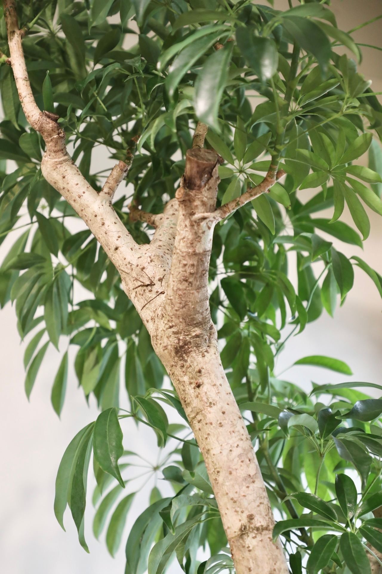 【LL】【都内近郊限定配送】【203cm】シェフレラ /Schefflera  ※陶器鉢カバー別売り