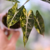 アロカシア バンビーノ イエロー / Alocasia bambino variegated 'Yellow'⑤ / 観葉植物