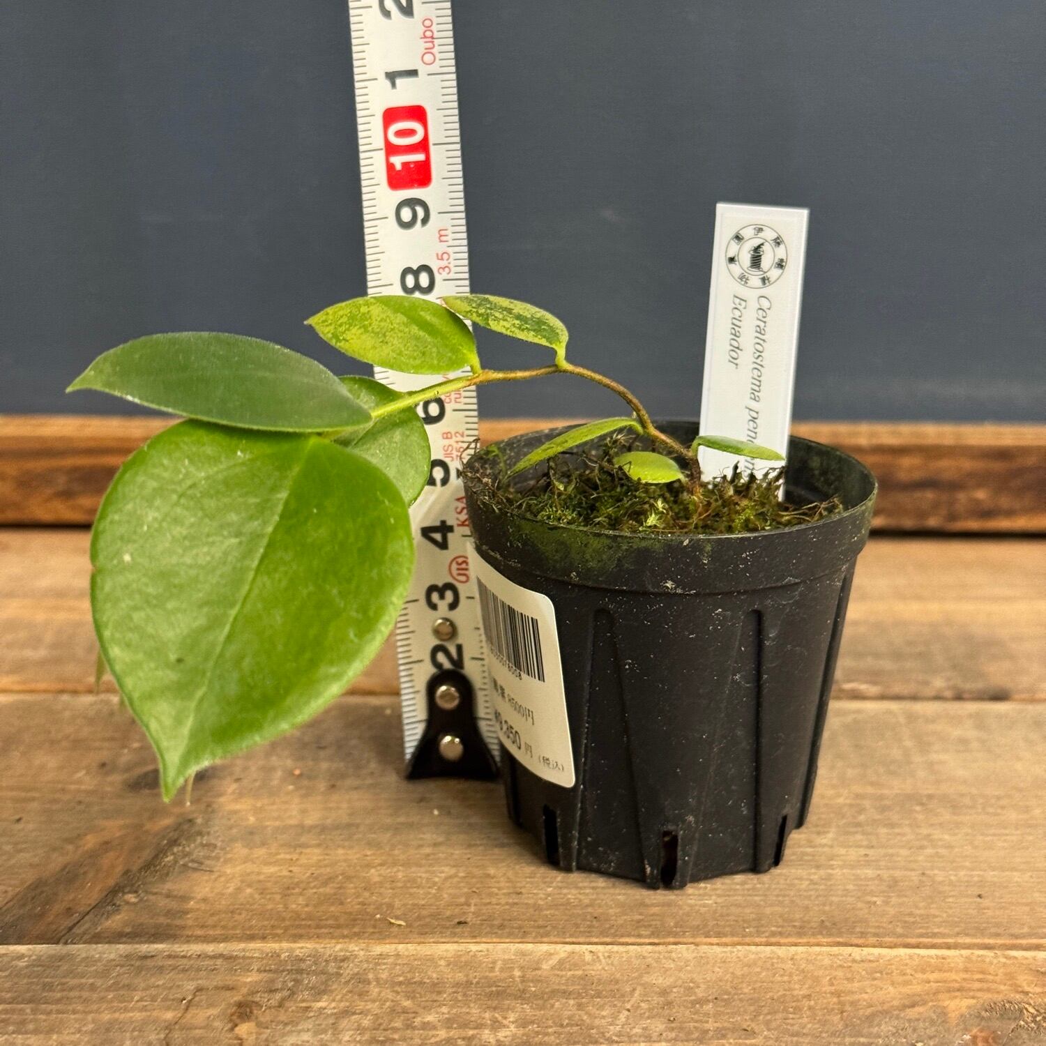 その他観葉植物 Ceratostema alexportillae 1 伊藤蟻】Ceratostema pendens Ecuador【1065】 | PROTOLEAF プロトリーフ