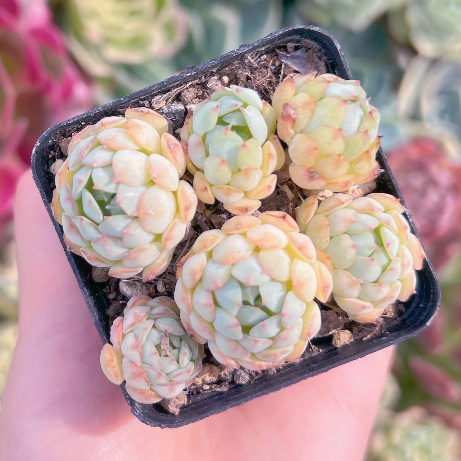 現品　グロブローサx静夜#085　るる農園