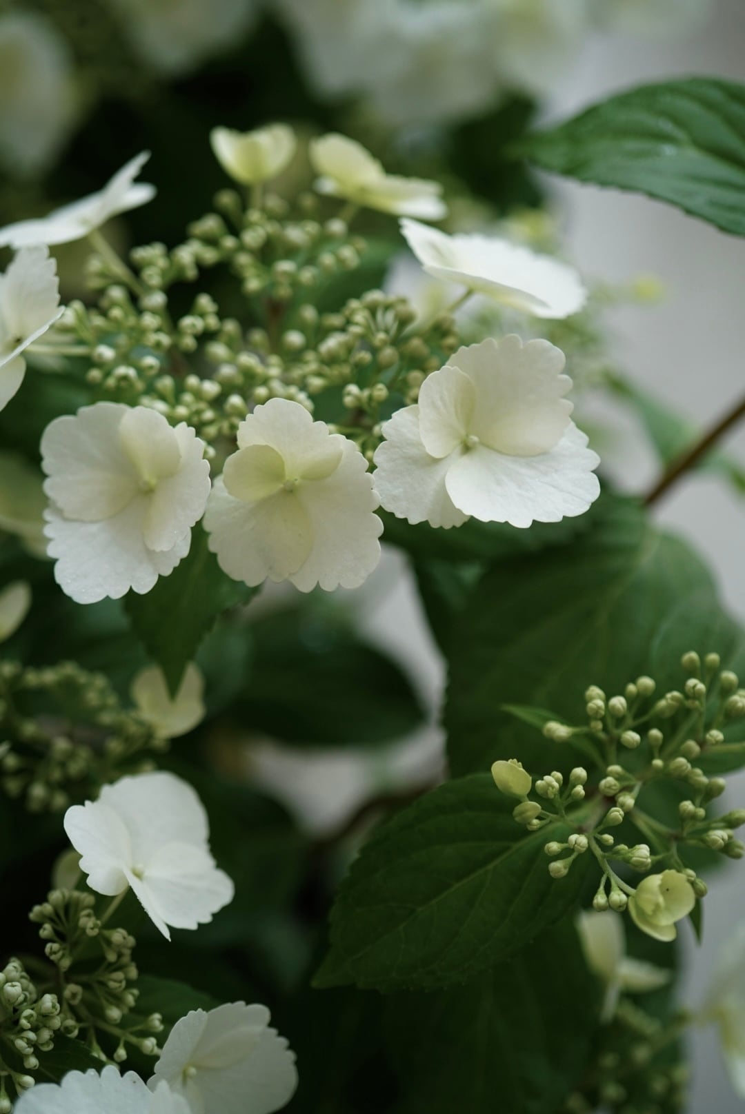 tamotamoandflowers