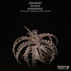 【送料無料】Dyckia goehringii Michael's Bromeliads Clone〔ディッキア〕現品発送D0460