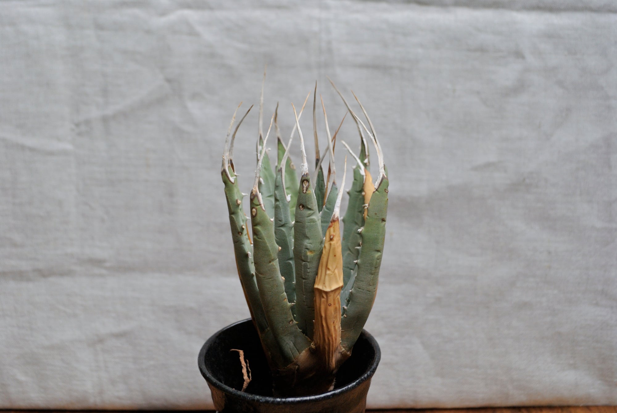 アガベ ユタエンシス エボリスピナ No.4 | Agave Rocon