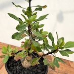 Fouquieria fasciculata【フォークイエリア・ファシクラータ・実生】