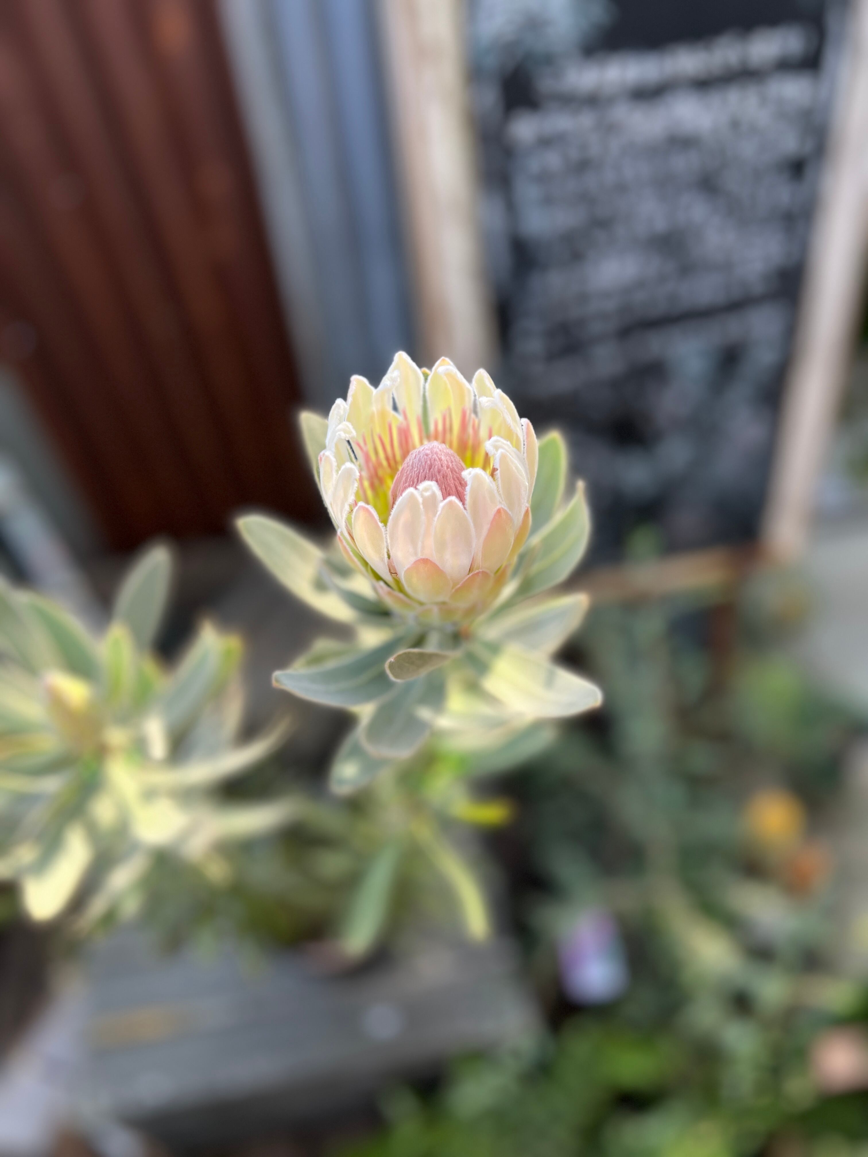 プロテア ドナ 4F | 沼ノ上農園