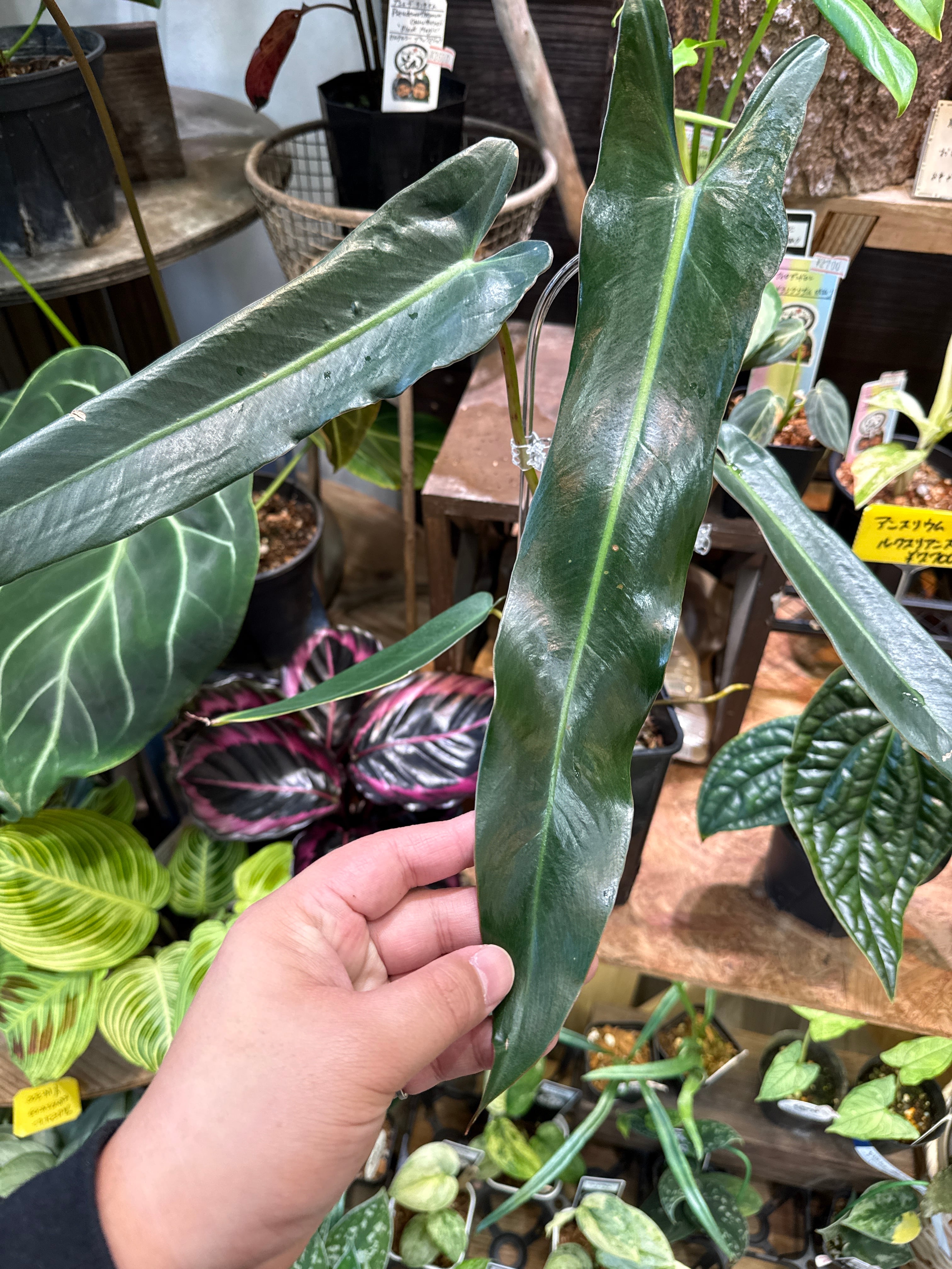 A フィロデンドロン スピリタスサンクチ | Gardenえん 【観葉熱帯植物】
