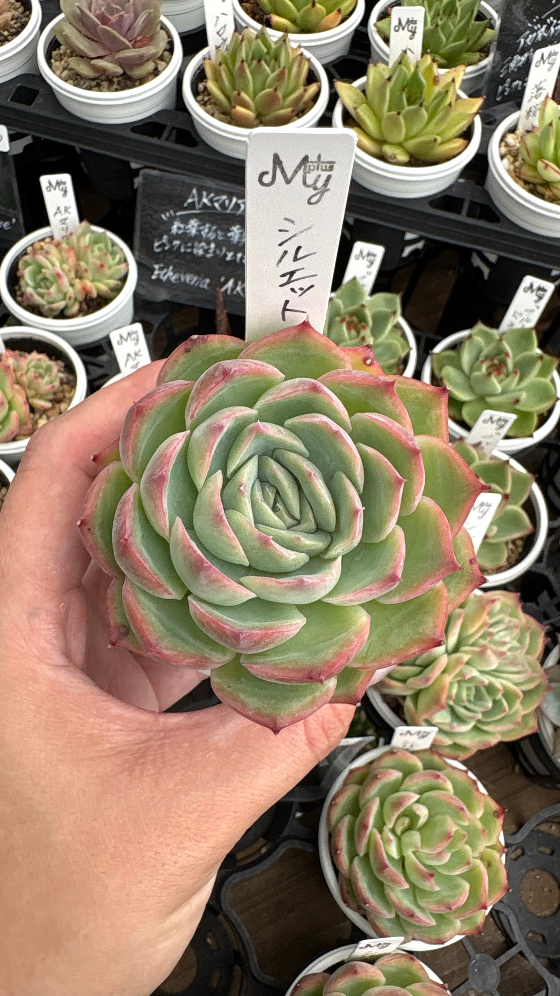 多肉植物専門店MYplus