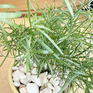 アスパラガス・スプレンゲリー