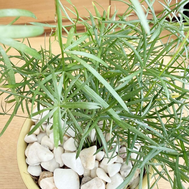 アスパラガス・スプレンゲリー