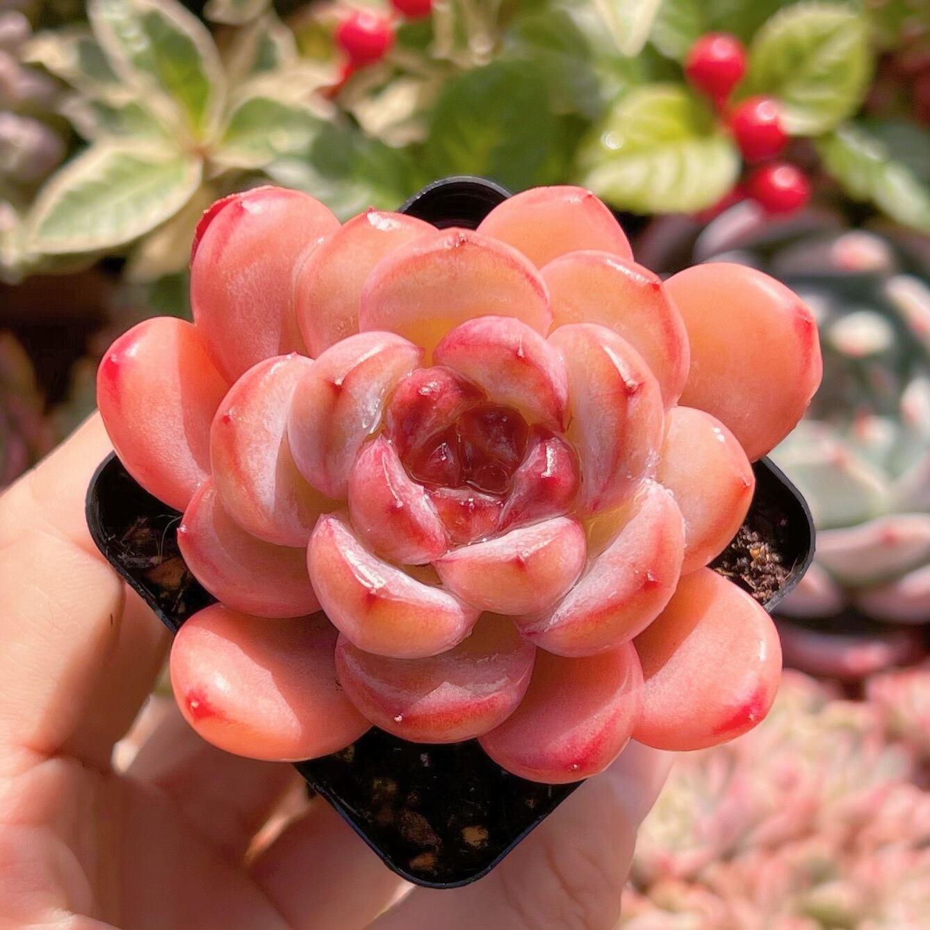 現品　星雪#824　新入荷　るる農園