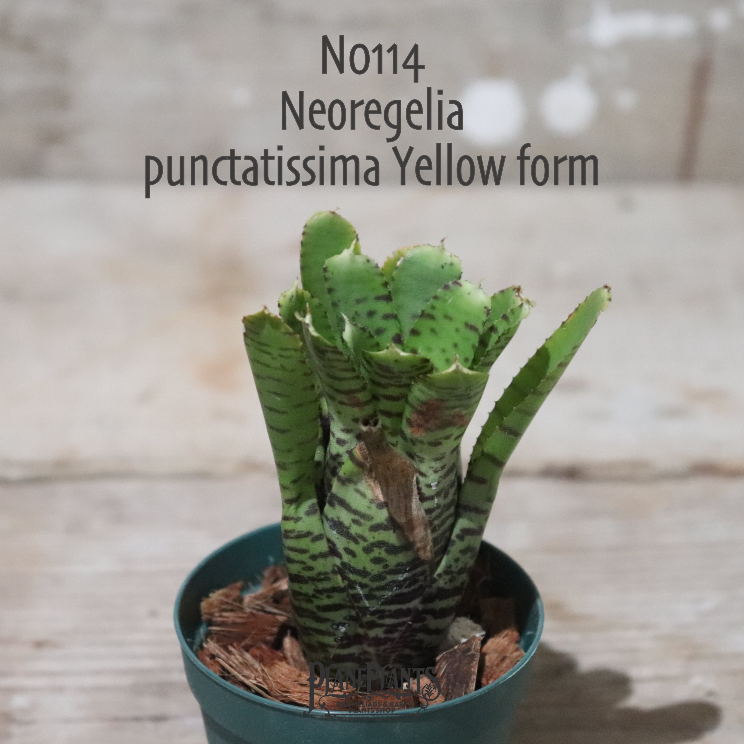 送料無料】Neoregelia punctatissima Yellow form〔ネオレゲリア〕現品