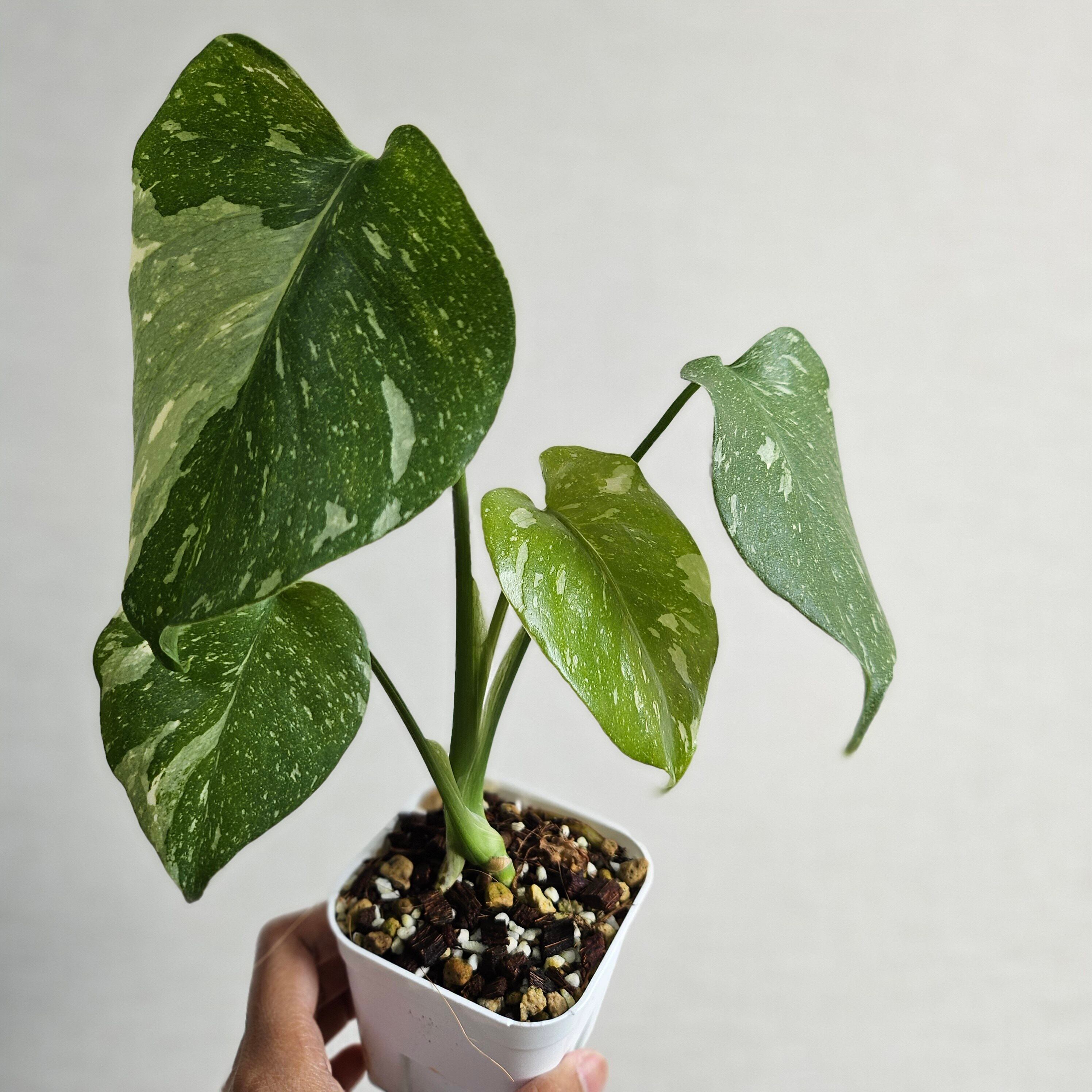 ⑩〔Monstera Thai Constellation〕モンステラデリシオーサタイコンステレーション イエローモンスター 斑入り