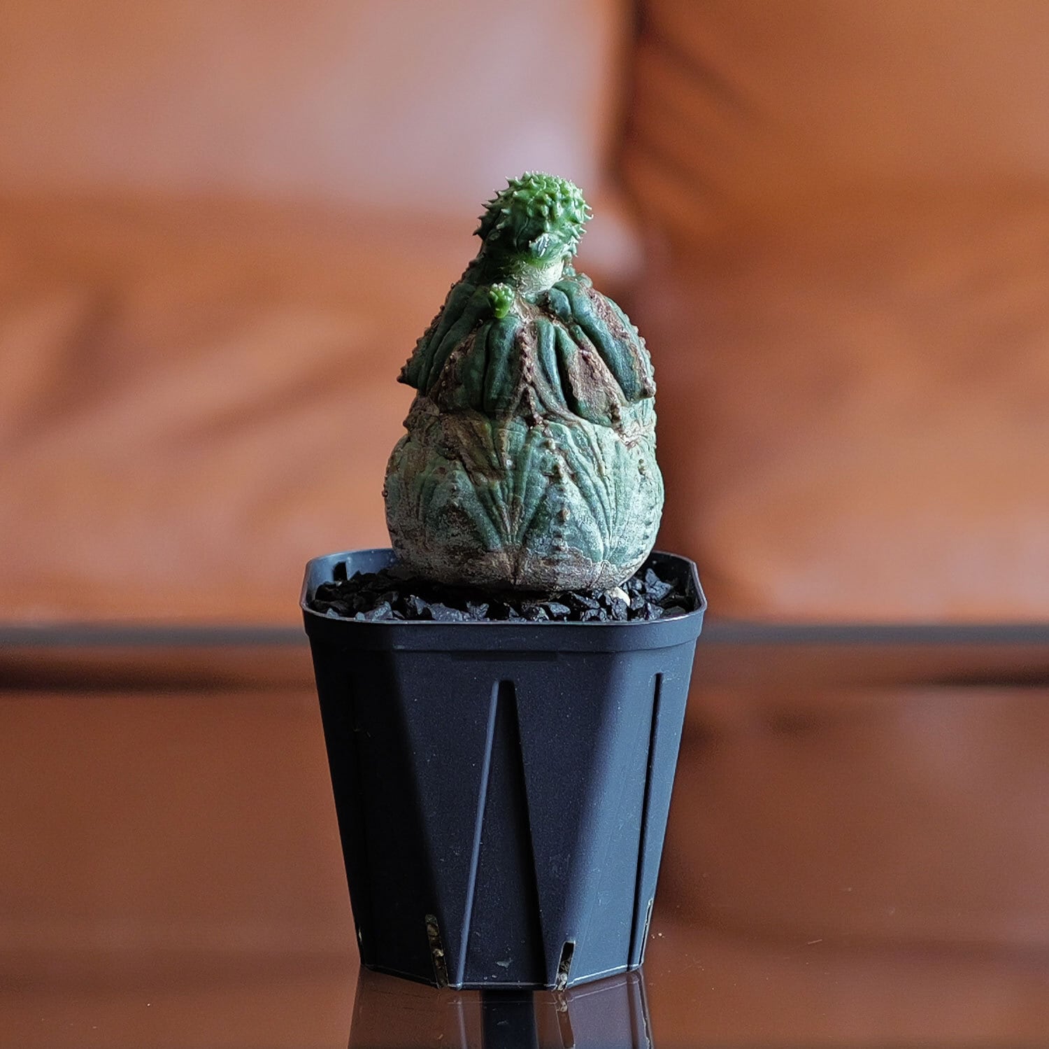 RETAKE 捻じれ モンスト オベサ / ユーフォルビア | LIGHTHOUSE