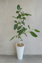 フィカス・アルテシマ（ゴムの木）