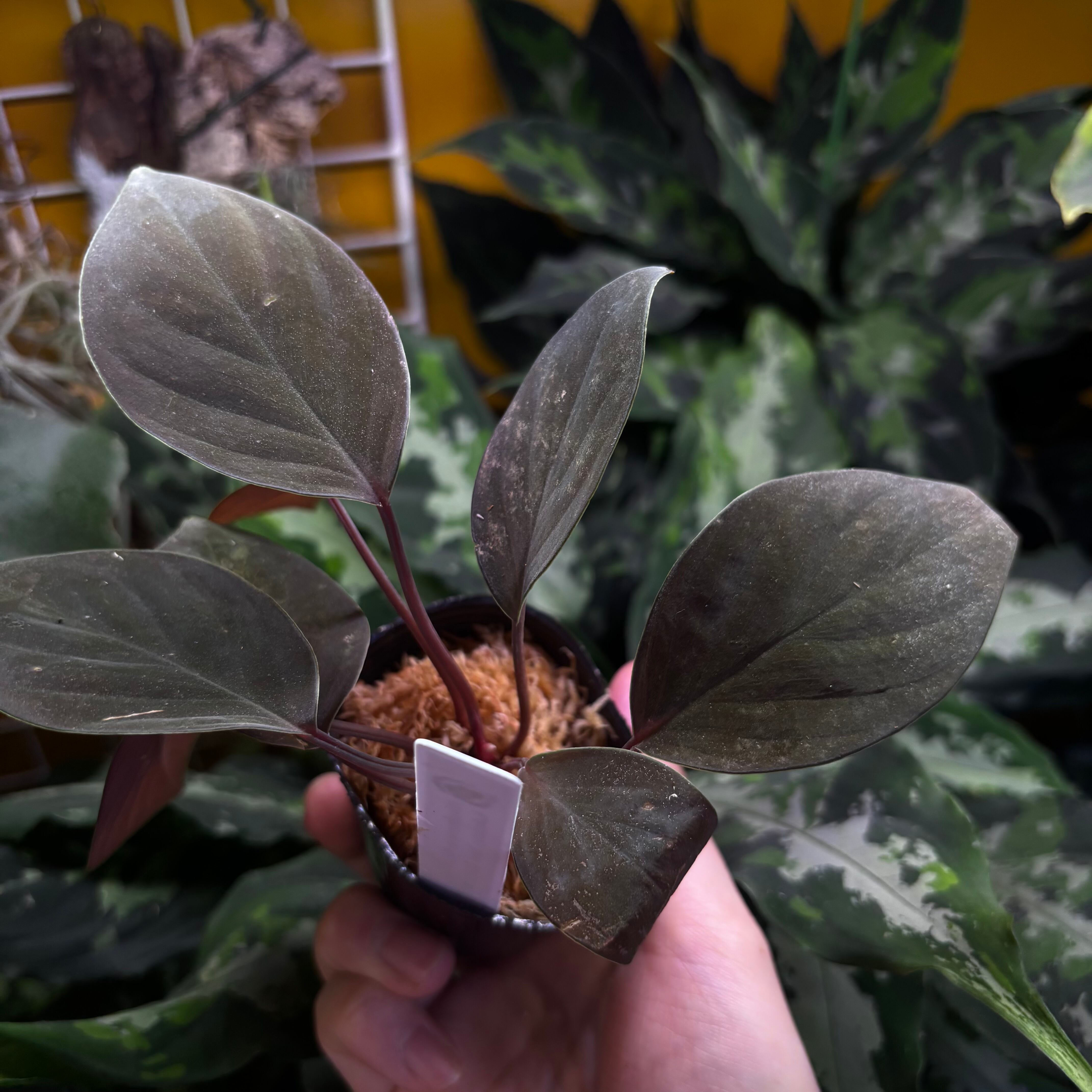 Homalomena sp. Kapuas Hulu Kalimantan Barat【ZOE0226-05i】 ②