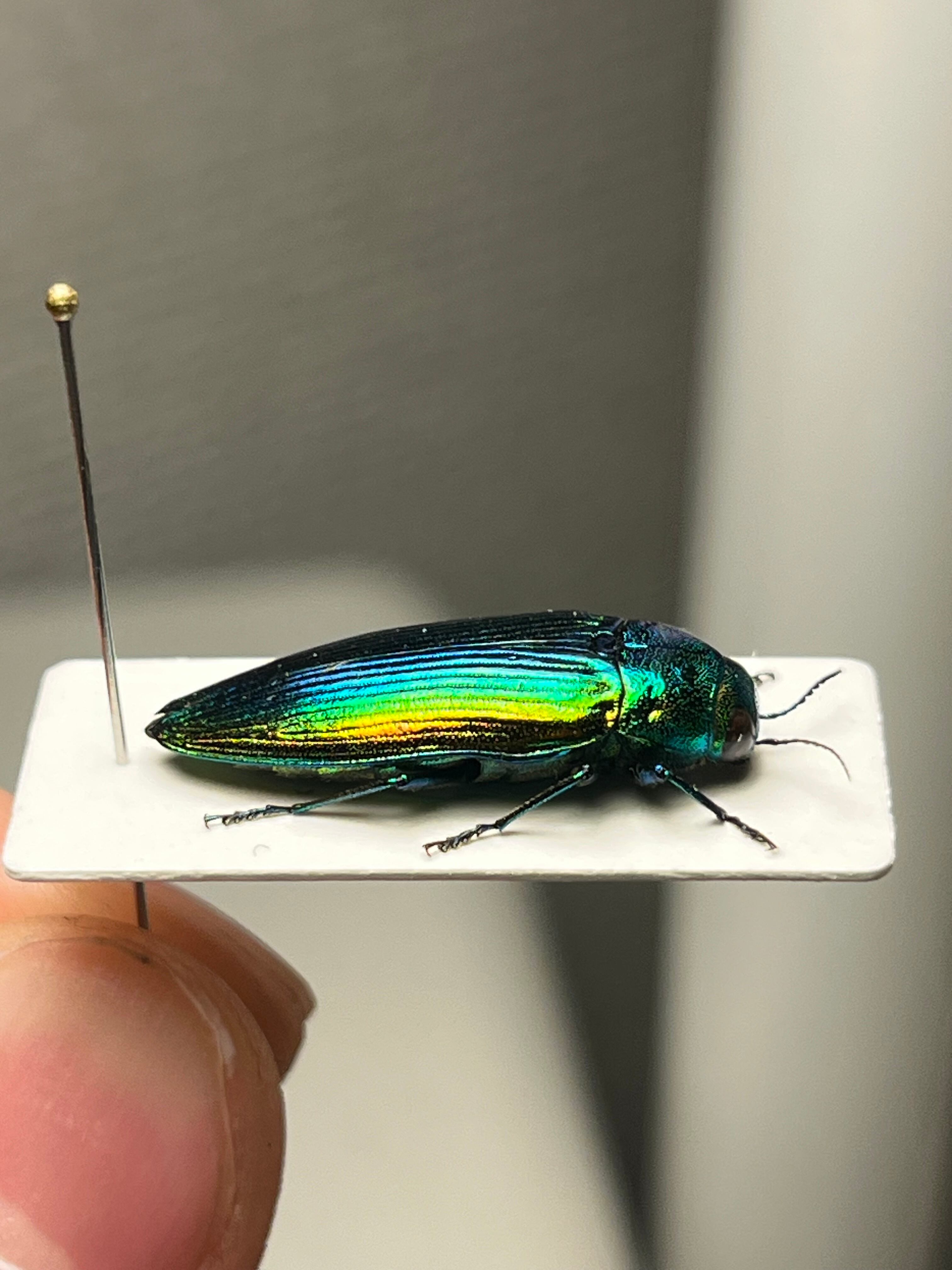 青玉虫最高峰】エゾアオタマムシ Bigサイズ 昆虫標本 コブハムシ