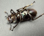《メタリフェルホソアカ亜種フィナエ パープル系 69.5mm ペア》