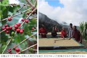 【数量限定・送料込み】万博パビリオン認定コーヒー 5袋セット