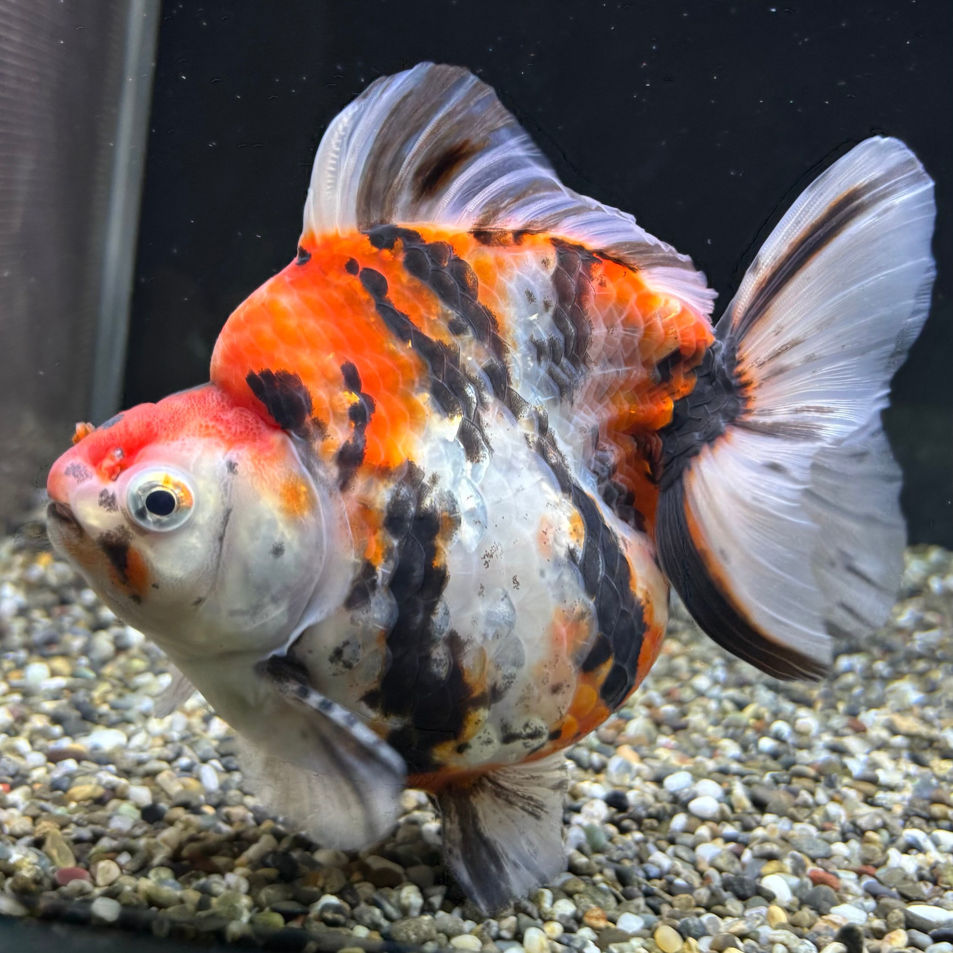 MAREA港南台店だるま琉金 4⁄2入荷 特大 桜ダルマ琉金 13cm前後 メス 