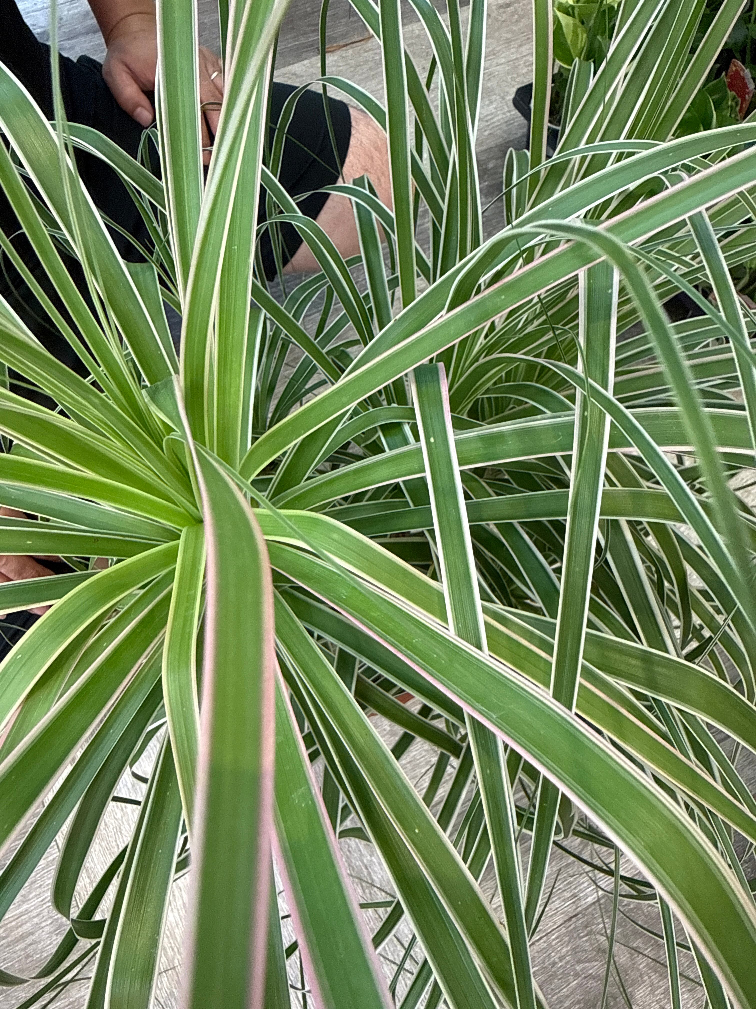 トックリラン 斑入り(覆輪) 'ポニーテール' | Gardenえん 【観葉熱帯植物】