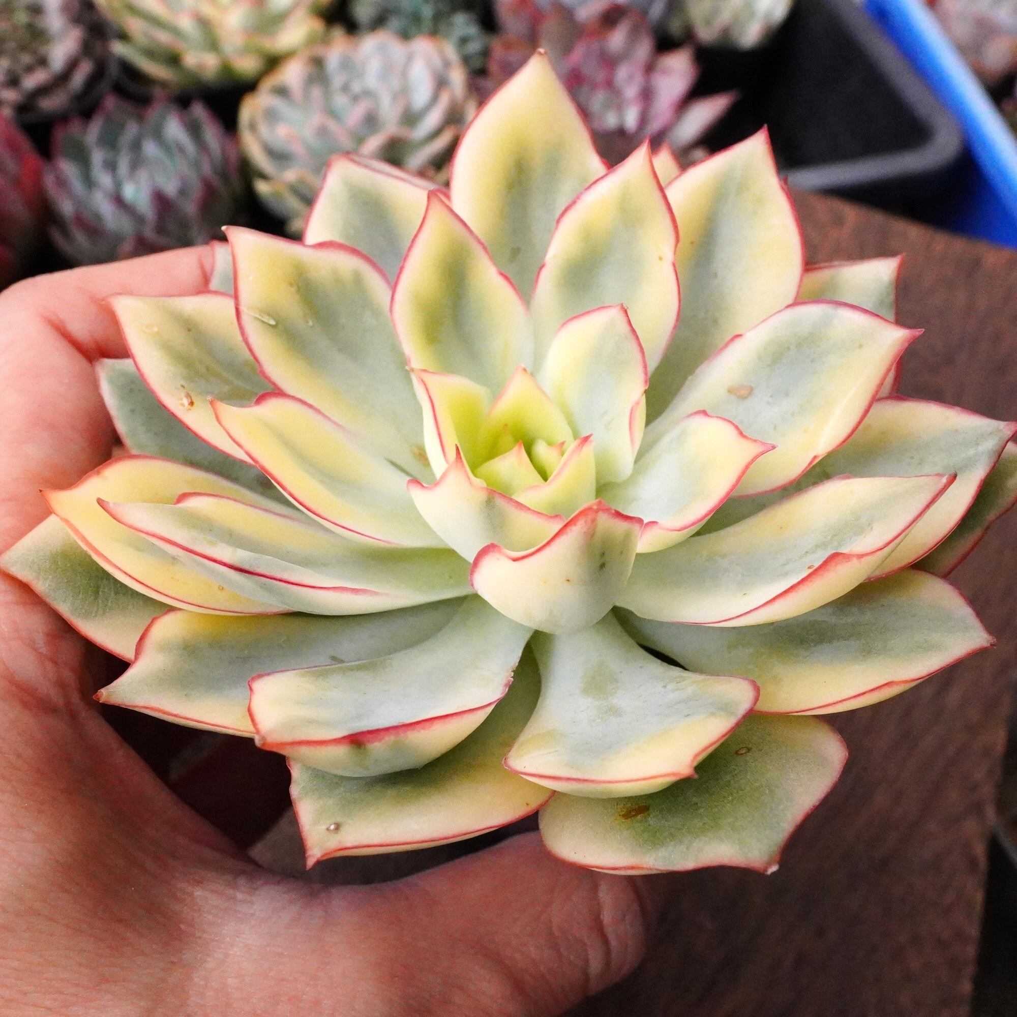 専用コーナー 77 ゴサオン色錦 輸入苗 多肉植物錦 【公式通販】