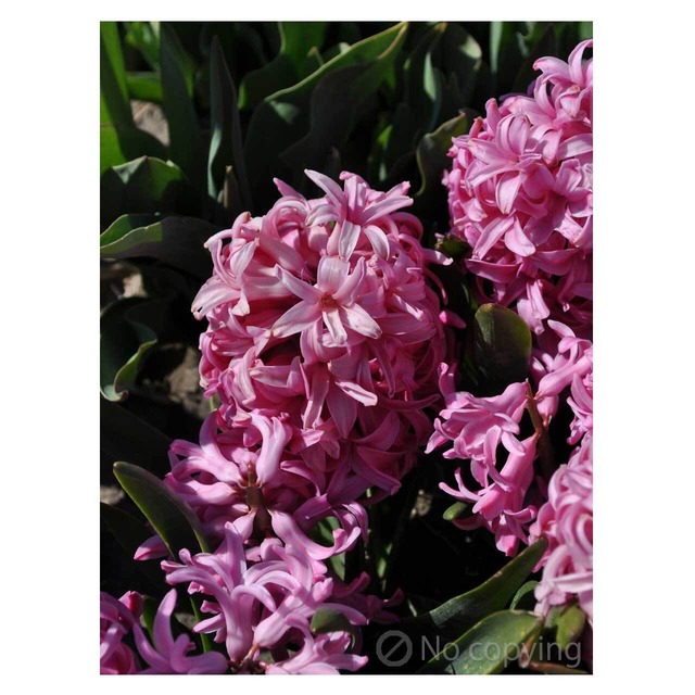 ＜BULBS＞Hyacinthus orientalis 'Pink Pearl' ×1